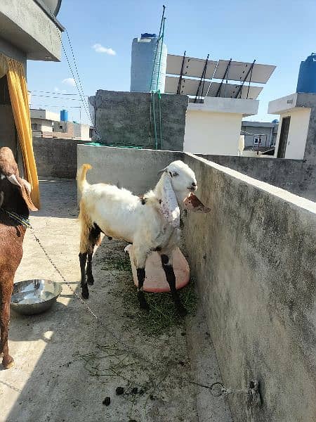 pair of goat 1