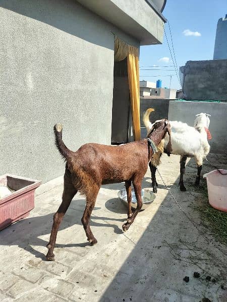 pair of goat 2