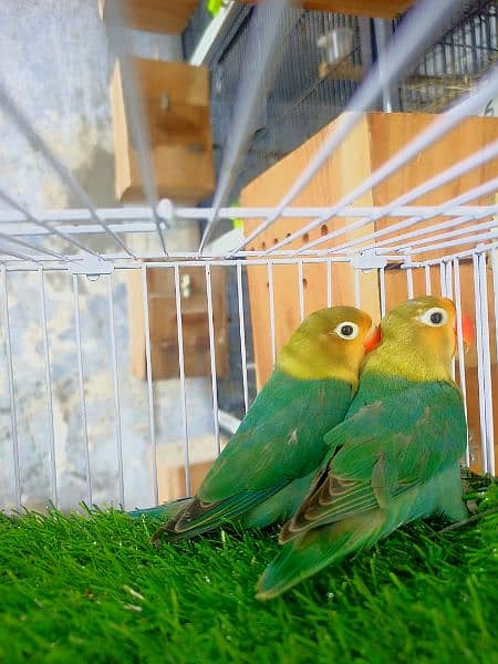 Love Birds Home Breed 4