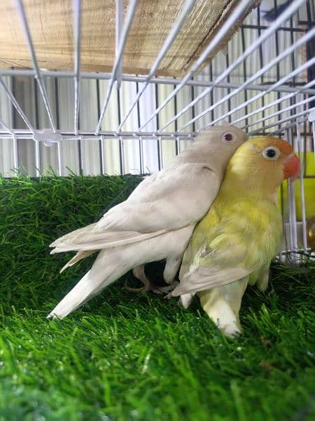 Love Birds Home Breed 5