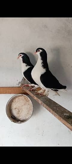 fancy pigeons pair