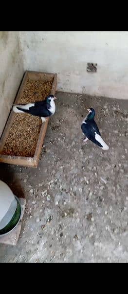 fancy pigeons pair 2