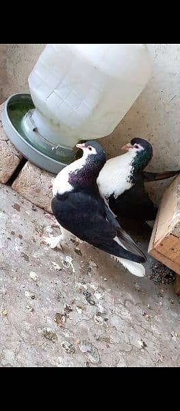 fancy pigeons pair 4