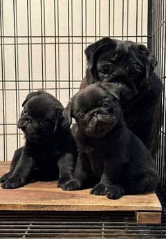 black pug female puppy available 0