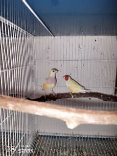 yellow back goldian breeder fertile pair and common and yellow chicks 0
