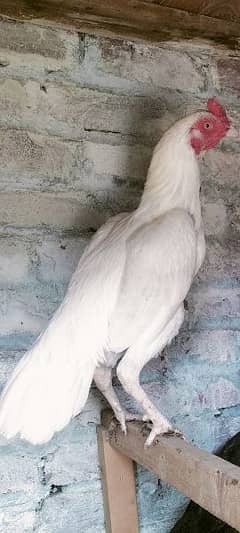 Pure Aseel Paper White Cheek's For sale.
