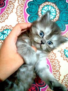 grey Persian kitten
