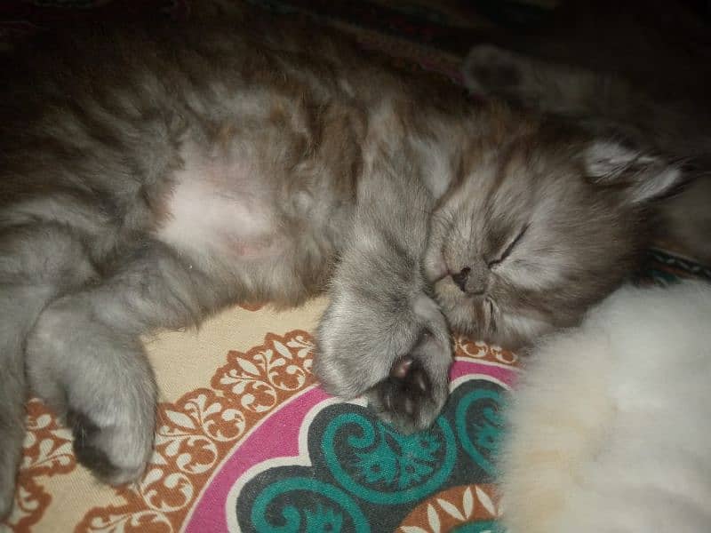 grey Persian kitten 1