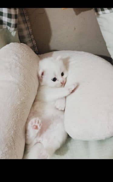pure Persian triple Coted kittens 2