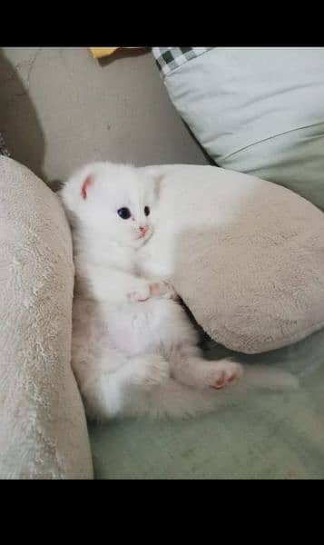 pure Persian triple Coted kittens 3