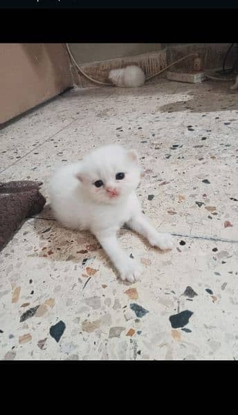 pure Persian triple Coted kittens 5