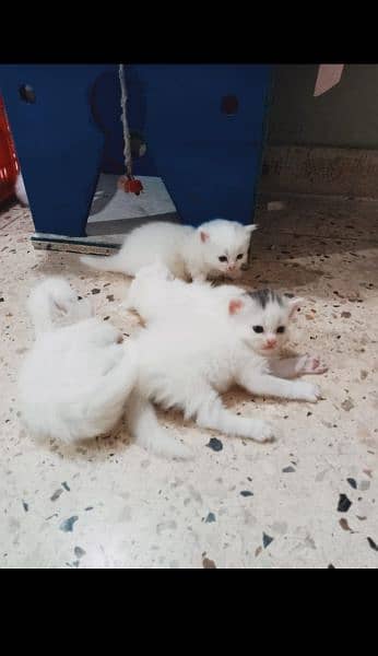 pure Persian triple Coted kittens 6