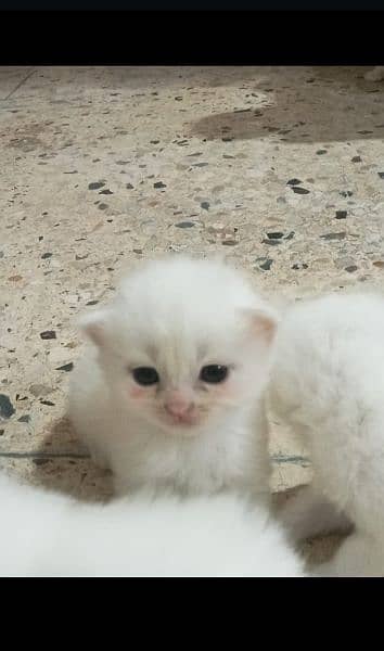 pure Persian triple Coted kittens 7