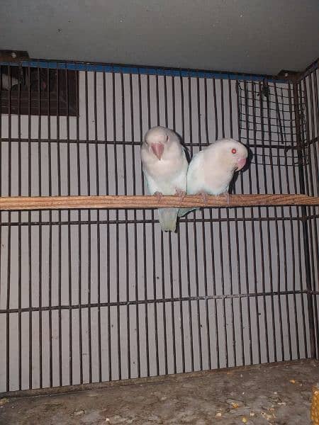 Albino red eye breeder pair 0