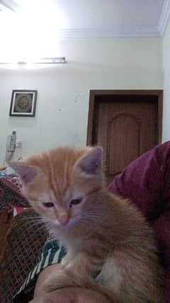persian kitten for adoption