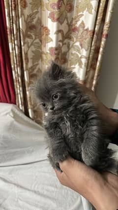 grey persian cat(kitten)