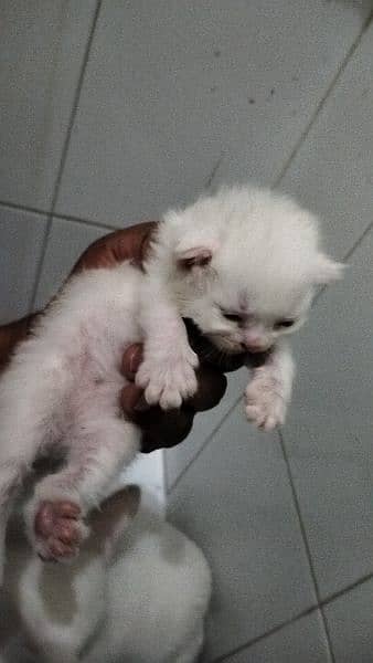 Persian kitten @ Persian cat @ Perisan cat @ Cat@blue eye @male kitten 1