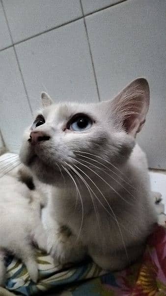 Persian kitten @ Persian cat @ Perisan cat @ Cat@blue eye @male kitten 2