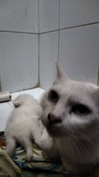 Persian kitten @ Persian cat @ Perisan cat @ Cat@blue eye @male kitten 3