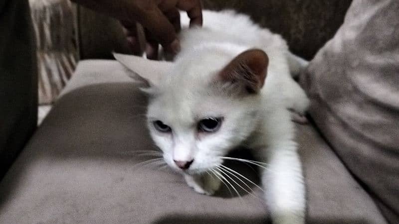 Persian kitten @ Persian cat @ Perisan cat @ Cat@blue eye @male kitten 4
