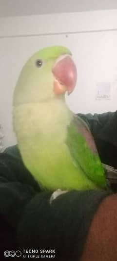 Parrot looking for new shelter