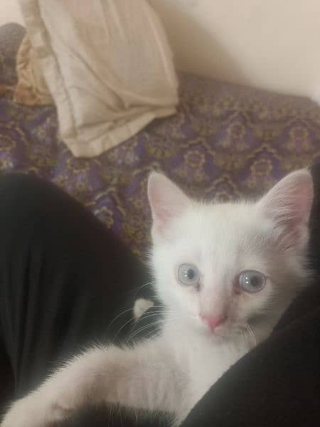 2 months kitten male gray eyes double coded fully trained 2