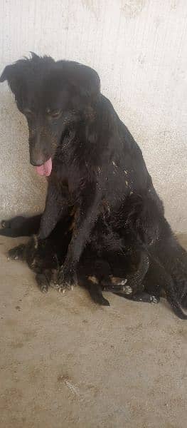 confirm breeder heavy bone black German shepherd female 0