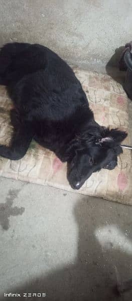 confirm breeder heavy bone black German shepherd female 1