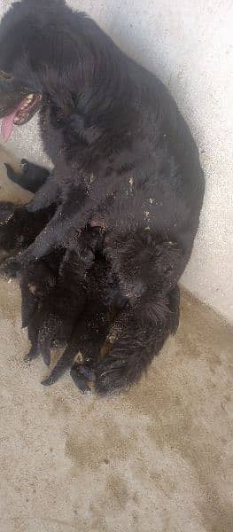 confirm breeder heavy bone black German shepherd female 2