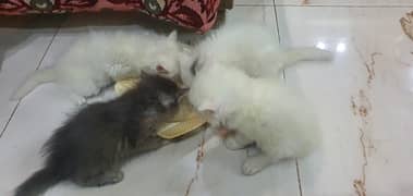 outclass tripe coated kittens up for sale cntct only whatsap3021809000