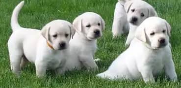 Labrador puppies 03134619990