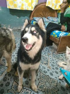 husky puddle and german for sell 03231127713