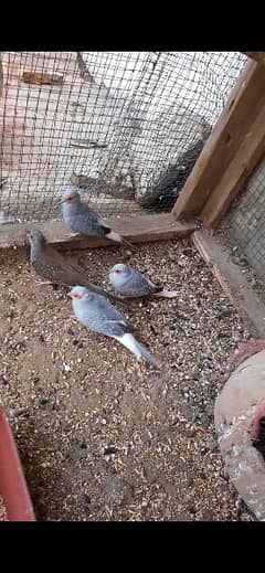 2 pairs dove for sale healthy and active 1 breeder Australian female
