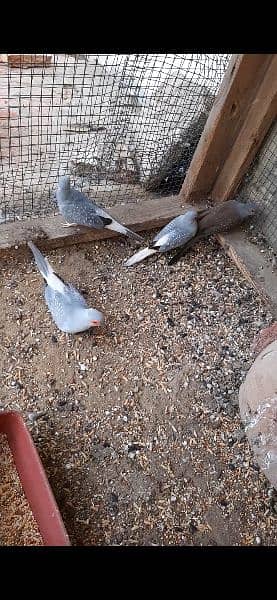 2 pairs dove for sale healthy and active 1 breeder Australian female 1