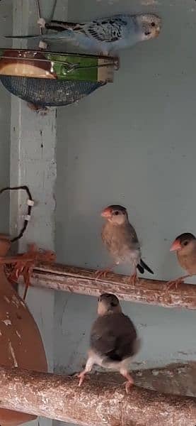 2 pairs dove for sale healthy and active 1 breeder Australian female 2