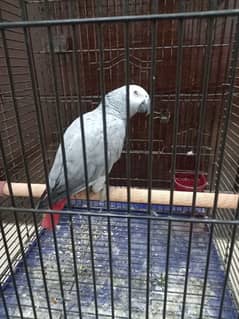 african grey/gray female parrot/conures