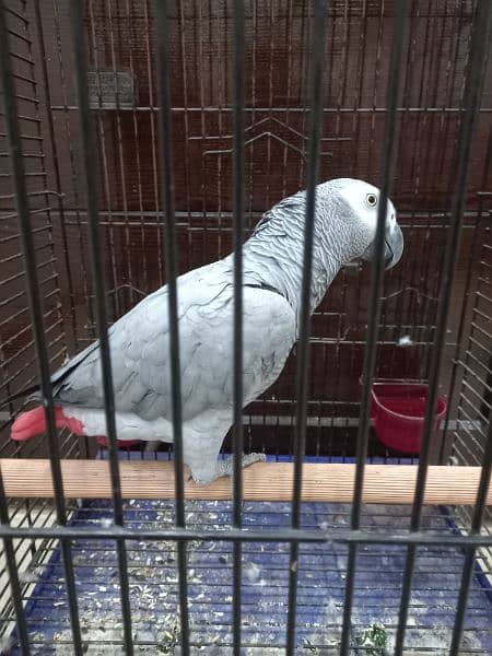 african grey/gray female parrot/conures 2