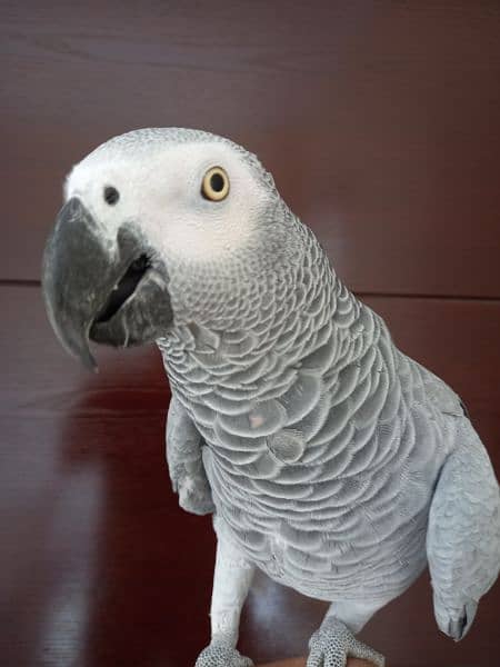 african grey/gray female parrot/conures 3