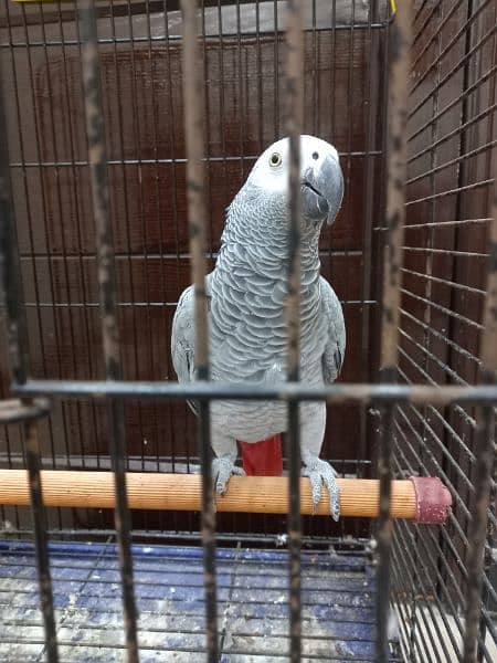 african grey/gray female parrot/conures 4