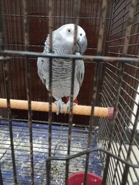 african grey/gray female parrot/conures 5