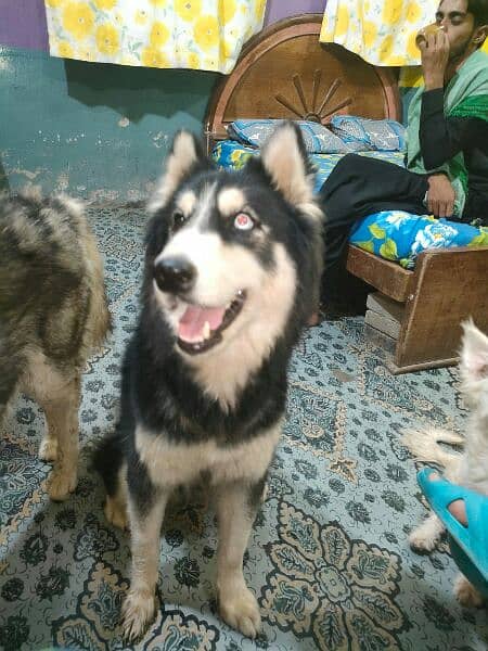 husky German.  puddle.  . for sell 03231127713 0