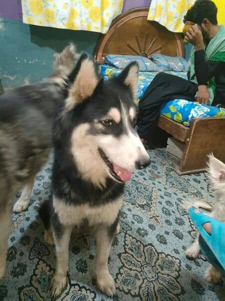 husky German.  puddle.  . for sell 03231127713 1