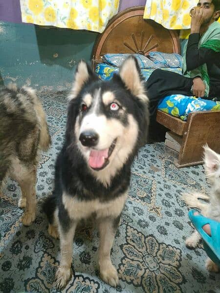 husky German.  puddle.  . for sell 03231127713 4