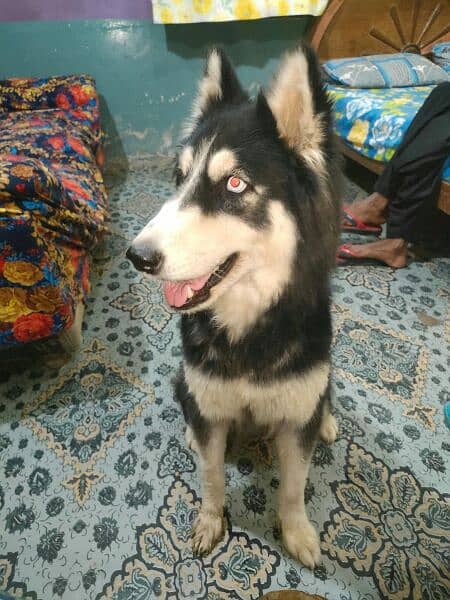 husky German.  puddle.  . for sell 03231127713 6