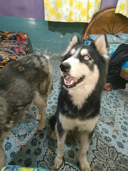 husky German.  puddle.  . for sell 03231127713 7