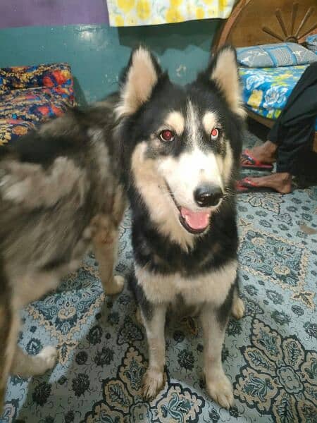 husky German.  puddle.  . for sell 03231127713 8