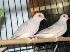 Diamond white tail common dove breeder and chicks 0