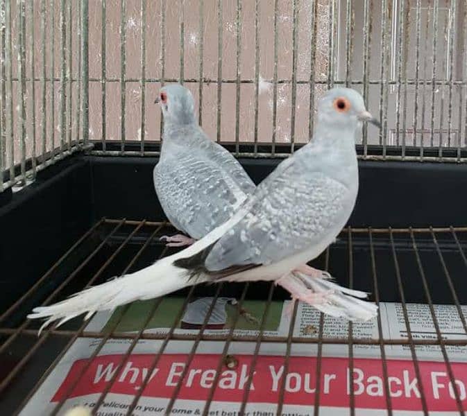 Diamond white tail common dove breeder and chicks 1