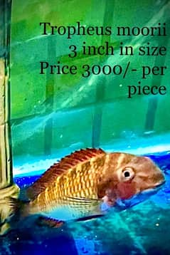 Fishes, Aquariums, Filters, Heaters (New and Used) for Sale. 0