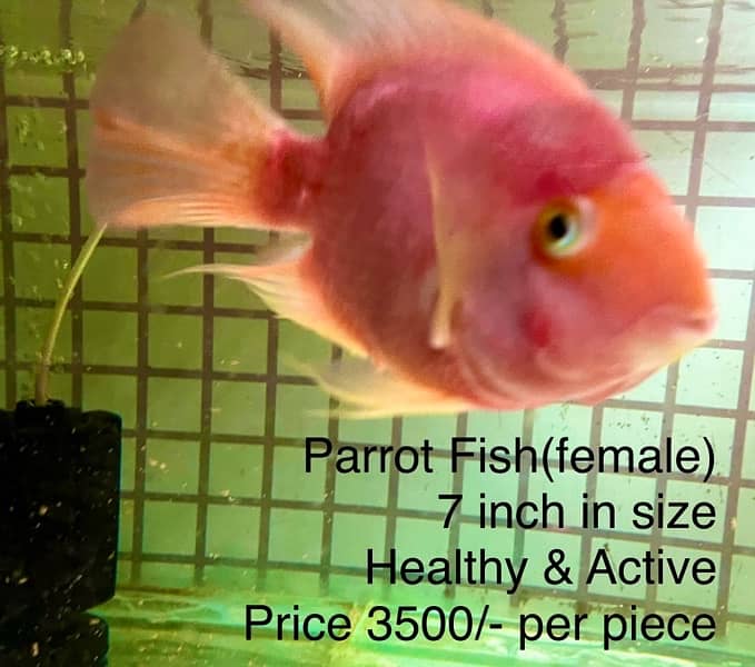 Fishes, Aquariums, Filters, Heaters (New and Used) for Sale. 3